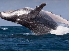 Los barcos secuestrados que evitan Oriente Medio podrían dañar a las ballenas, advierten los científicos