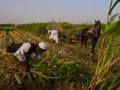 Sudán ya estaba en guerra y hambriento. Hoy, sus agricultores se ven afectados por otro conflicto