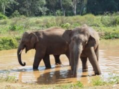 Tailandia elimina la exención de visa de 60 días para turistas