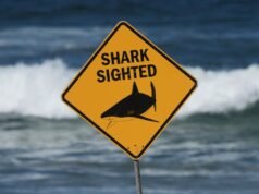 Ataque de tiburón mata a un hombre en la Gran Barrera de Coral de Australia, segunda muerte en dos semanas