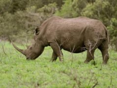 Sudáfrica abre una investigación por asesinato tras la muerte de un turista en un safari