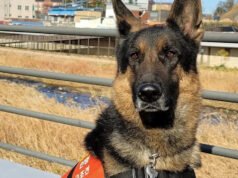 Los bomberos buscan una residencia de ancianos para el perro rescatado Turi