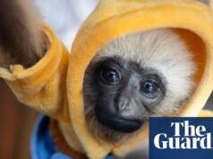 A la venta: una adorable cría de gibón; su madre probablemente fue asesinada por cazadores furtivos | Especies en peligro de extinción