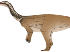 Nueva especie de dinosaurio descubierta en China llena un vacío importante en la evolución de colosales plantas herbívoras