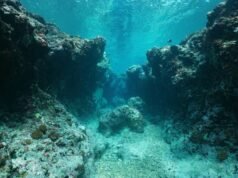 Cómo el ADN del agua expuso un calamar gigante frente a Australia Occidental
