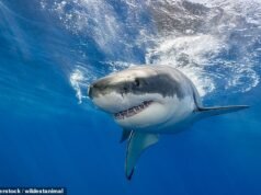 Un hombre muere tras el ataque de un tiburón en el extremo norte de Queensland