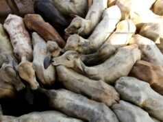 Las exportaciones de carne vacuna de Brasil podrían caer un 10% en 2026 debido a los aranceles chinos, dice el lobby ABIEC