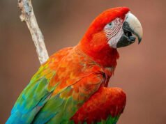 Las guacamayas rojas y verdes regresan a la selva brasileña después de 200 años de ausencia