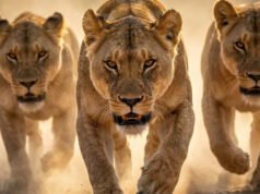 Un león nómada pasea entre las leonas del Masai Mara y paga el precio