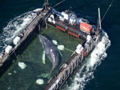 La ballena jorobada Timmy pronto podría ser liberada en aguas más profundas