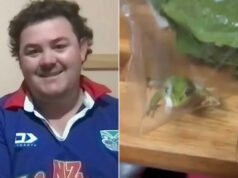 Un hombre encuentra una rana viva en lechuga después de comprar un bistec y una ensalada para cenar