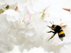Las mejores plantas de exterior para mantener alejados a los mosquitos y las plagas