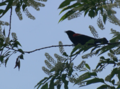 Mientras las aves migran por Erie, los expertos piden a los residentes que minimicen la luz artificial