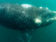 Las autoridades se apresuran para determinar si se salva una ballena muerta. Timmy, una ballena jorobada