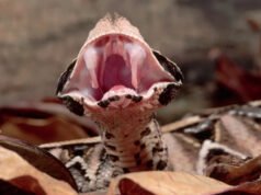 Una víbora abierta muestra sus colmillos, los más largos de todas las serpientes del mundo