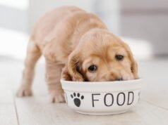 Popular marca de comida para perros retira del mercado decenas de productos por temor a la listeria