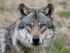 Casi la mitad de los lobos de Italia ahora son mitad perros