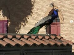 Los pavos reales salvajes traen alegría y desesperación a un pueblo italiano