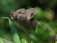 Conozca The Fossa, el depredador ápice que ha desconcertado a los científicos durante décadas