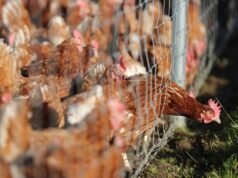 Miles de pollos mueren en un incendio en el oeste de Alemania