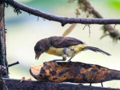Descubra algunas de las impresionantes aves que habitan en Colombia