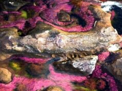 Caño Cristales, el “río de los cinco colores” de Colombia