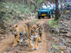 Este popular destino de safari prohíbe los teléfonos móviles para proteger a los tigres