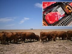 He aquí por qué los precios de la carne de res siguen tan altos antes de la temporada de barbacoas de verano, y por qué podrían pasar años antes de que veamos algún alivio.