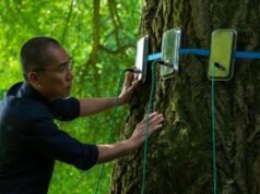 Reseña de “Silent Friend”: un gingko con mente propia y encanto Tony Leung